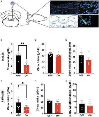 Sex-divergent effects of hindbrain GLP-1-producing neuron activation in rats